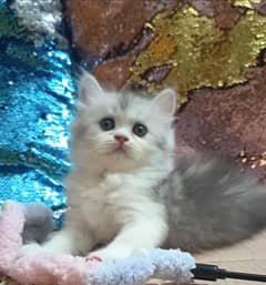 persian /triple coat/ punch face/ female kitten