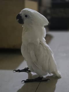 Umbrella cockatoo chick