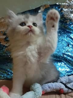 persian /triple coat/punch face/  female kitten