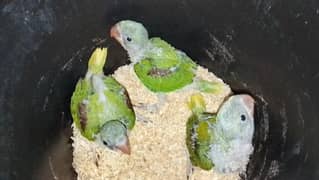 kashmiri raw chicks baby available lahore