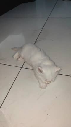 kitten for sale