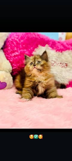 Female Persian Cat Double Coated 1.5 month baby