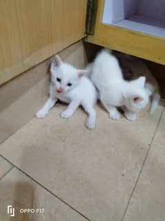 pure white Persian triple coated