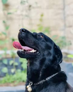 black Labrador Retriever