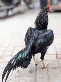 LASSANI BREED HOME BLOOD LINE 10/10 QUALITY