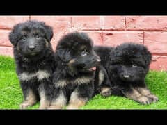 German Shepherd Puppies For Sale Only for Pet lover family