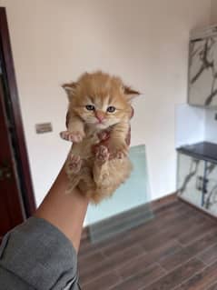 Persian