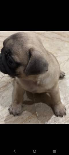Top Quality Pugs puppies for sale