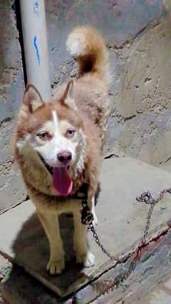 Siebarian husky