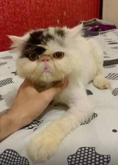Imported Persian Stud Male