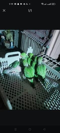 Parrot | Green parrot | Chick's | parrots for sale|