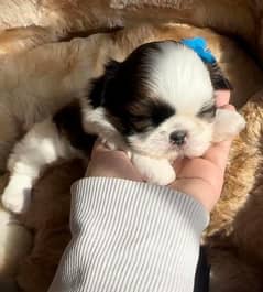 Shihtzu puppies available