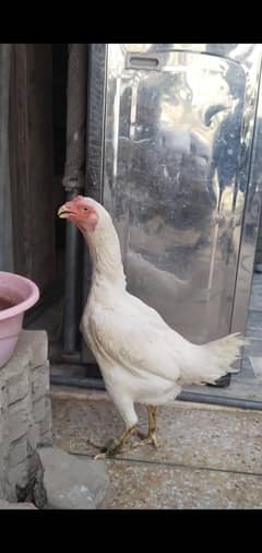 shamo females for sale      03495536584