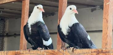 karbalai pigeon