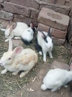 rabbit for sale    age  2month. 3month and  4 month. male and female