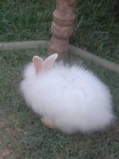 white long fur rabbit