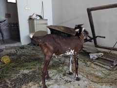 2 goats for sale
