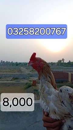 Aseel for sale