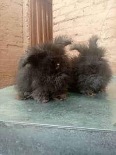 English angora rabbit available location islambad cargo all