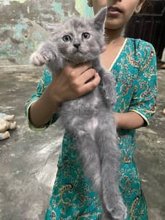 Persian double coated female kittens