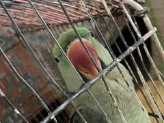 raw parrots