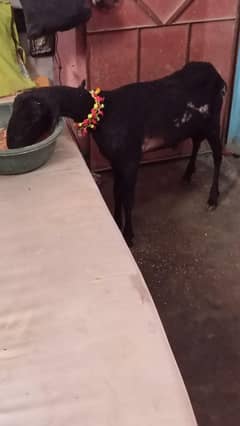 mundra dumba for sale