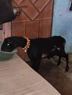 mundra dumba for sale