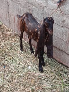 Bakra Qurabani 2026 k liye for sale