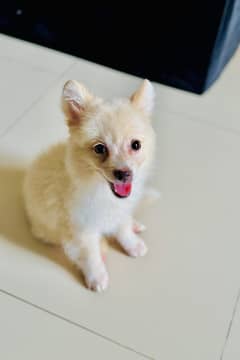 Pomeraian puppy imported