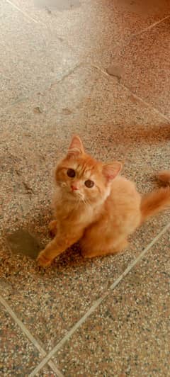 Rasin cat for sale