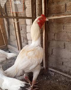Heera Aseel trio pair urgent  for sale in multan