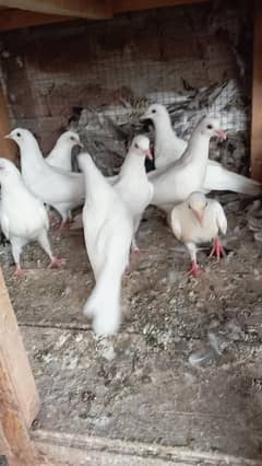 White black eyes chicks