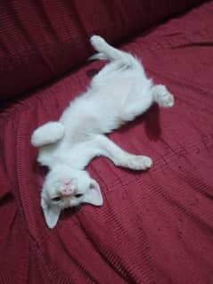 2 months kittens