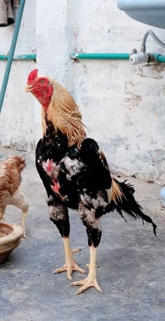 Aseel mianwali breed