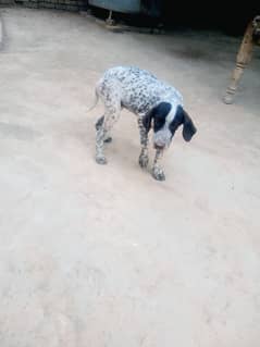 for sale