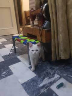 male and female kitten for sale home grown vaccinated