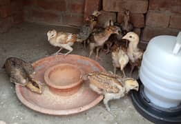 Aseel Chicks for Sale