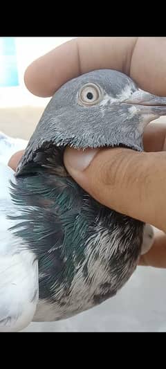 teddy, ferozpuri and Chapri pigeon