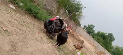 turkey Pair