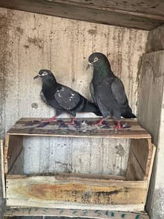 pigeon
