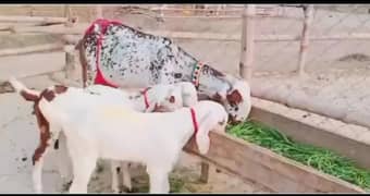 Makka Chini Bakri Our 3 Bacchon Ka Sath For Sale Call me,03425820107