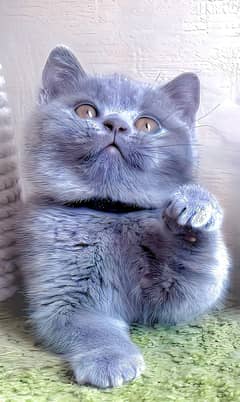 British shorthair and Scottish fold kittens and adult cat's available