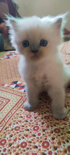 Persian