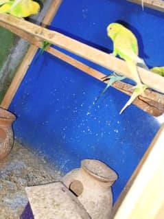 Australian parrot