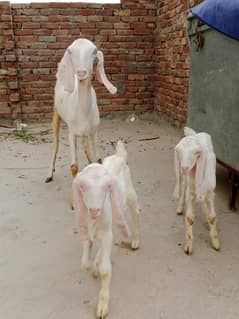 Rajanpori mix breed Bakri or Bacho ka jora