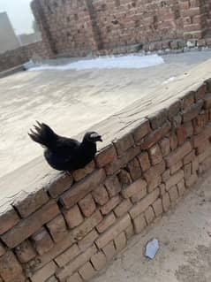ayam