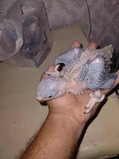 chick availabile