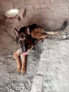 German Shepard Male