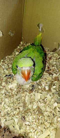 Kashmiri raw parrot chick