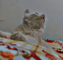 Persinan Cat
